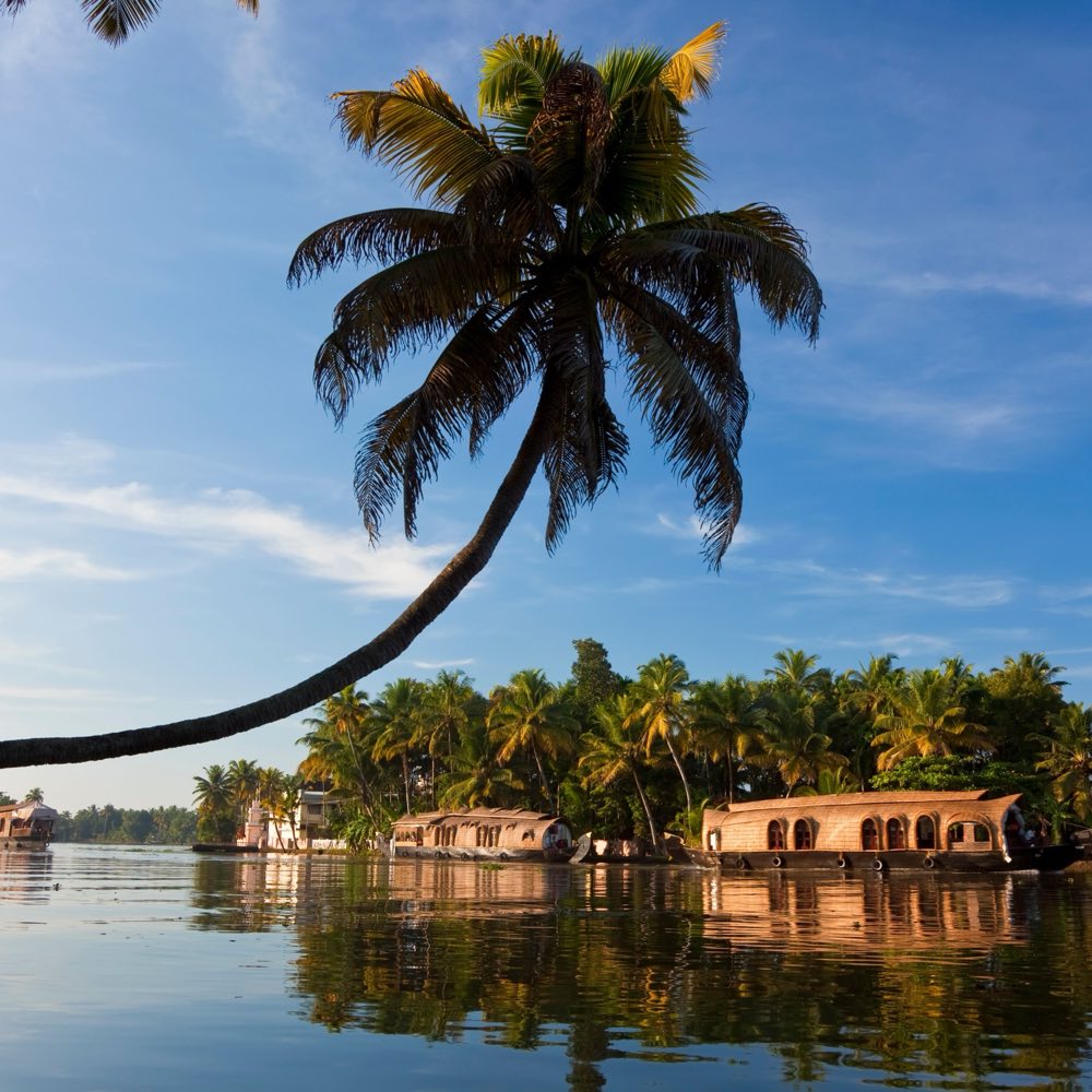 A houseboat moored beneath a leaning coconut palm on the Kerala backwaters